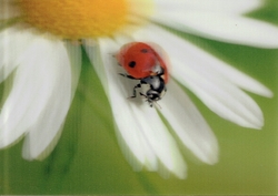 Ladybug 3D view
