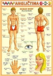 English Picture 3 - human body