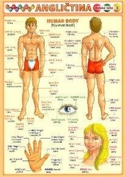 Obrázková angličtina 3 - ľudské telo