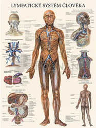 Mapa - Lymfatický systém člověka