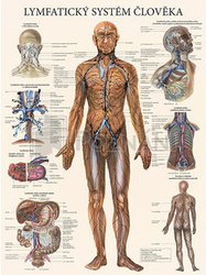 Map - human lymphatic system