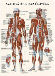 Map - Human muscular system