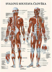 Mapa - Svalová soustava člověka