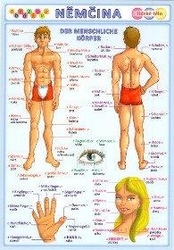 Obrázková němčina 3 - lidské tělo