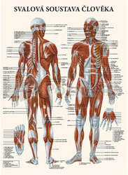 Karte - menschliches Muskelsystem